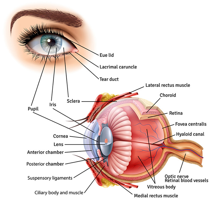 retina